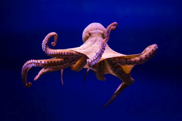 Kraken com login